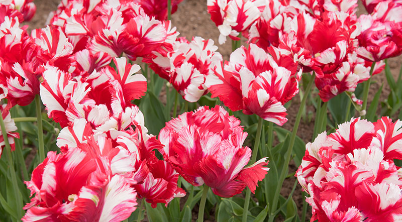 Fringed Tulips